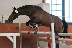Deutsches Sportpferd (Mighty Magic / Ramiro’s Match) Z.u.B.: Detlef Hoppe (Baek). Foto: Wego